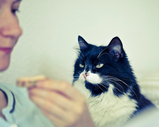 What we can learn from cats by David Blackwell, Flickr